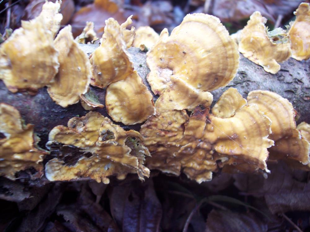 ritrovamenti invernali nel parco ticino